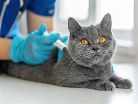 Are Vaccines Covered by Pet Insurance? Exploring the Intersection of Pet Health and Financial Planning