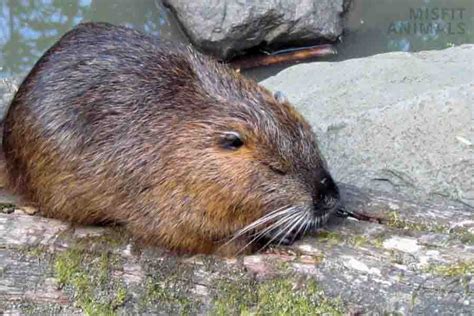 Can You Have a Beaver as a Pet? And Why Would You Even Consider It?