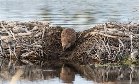 Can You Have a Pet Beaver? And Why Would You Want to Build a Dam in Your Backyard?