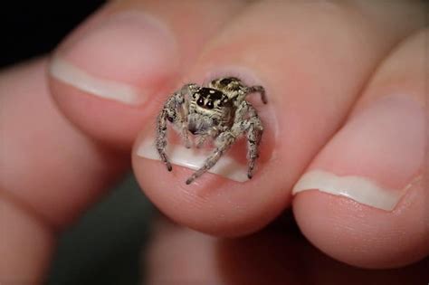 Can You Keep a Jumping Spider as a Pet? And Why Do They Look Like They’re Wearing Tiny Goggles?