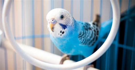 How Long Do Pet Parakeets Live? And Why Do They Seem to Outlive Our Patience?