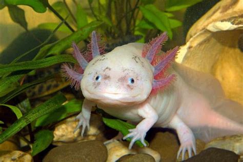 How Much Does a Pet Axolotl Cost: And Why Do They Dream in Color?