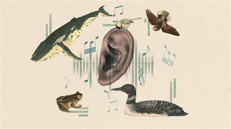 How to Make Audio Books: A Symphony of Words and Silence