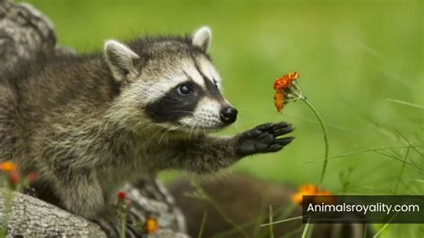 What is the most curious animal, and why do they always seem to know when you're hiding snacks?